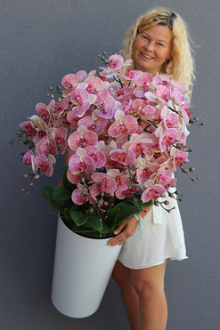 gumowy storczyk w białej donicy, Mediolan Lucilla Granada, wys.124cm