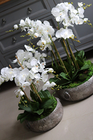 efektowny storczyk w metalowej misie, Ferrata, wys.58cm