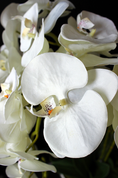 storczyk Santana w plastikowej donicy, idealny jako wkład do innych donic, wys.80cm