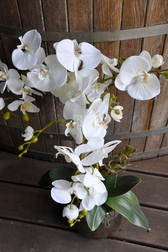 storczyk Enzo w miedzianej donicy, wys.70cm