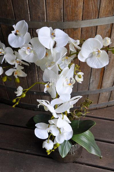 storczyk Enzo w miedzianej donicy, wys.70cm