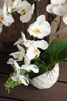 storczyk w przepięknej donicy Tilda White, większa donica, wys.65cm 