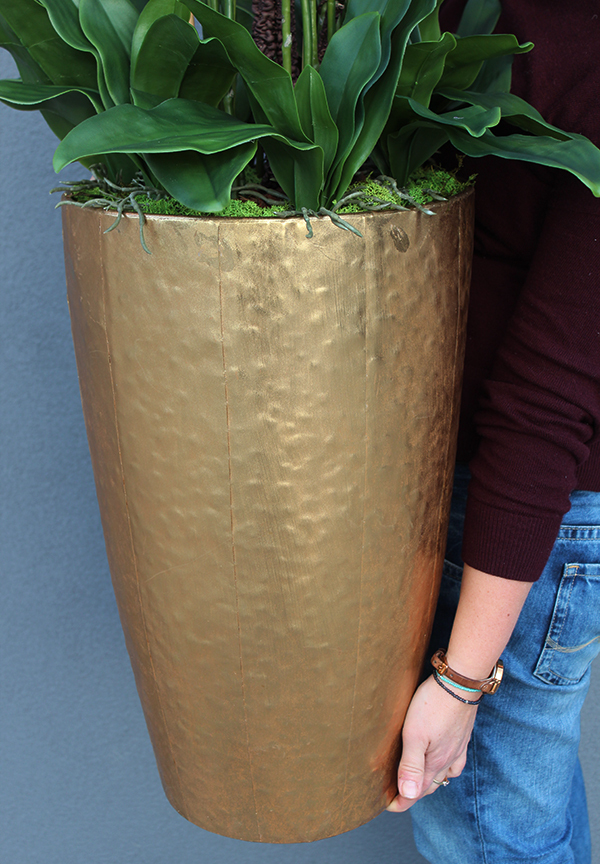 bardzo elegancki storczyk Złota Bajka, wys.130cm