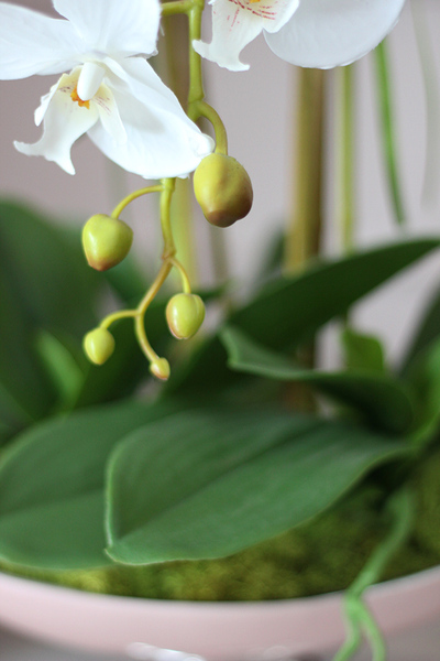 Gallena, storczyk w srebrno-różowym naczyniu glamour, wys.58cm