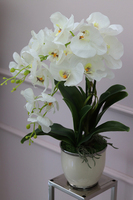 Glamour Ecru Mini, gumowy sztuczny storczyk, wys.48cm