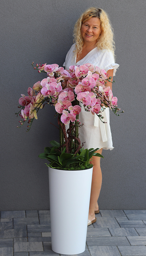 gumowy storczyk w białej donicy, Mediolan Lucilla Granada, wys.124cm