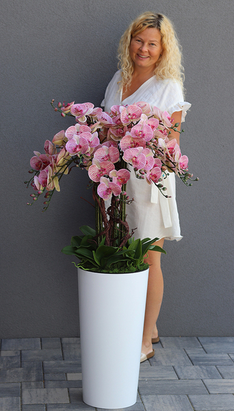 gumowy storczyk w białej donicy, Mediolan Lucilla Granada, wys.124cm