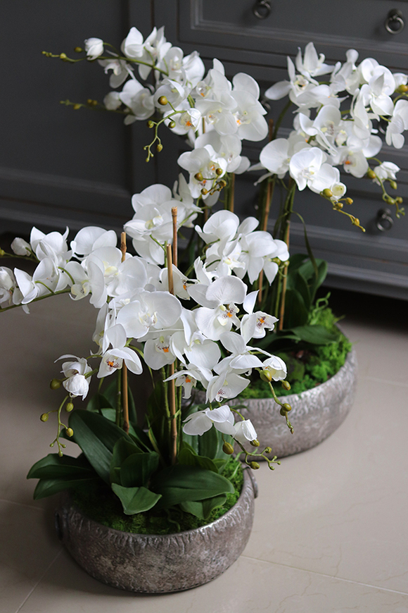 efektowny storczyk w metalowej misie, Ferrata, wys.58cm