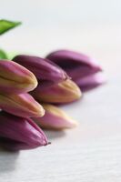 bukiet tulipanów silikonowych, Genotte Purple, 9szt., dł.29cm 