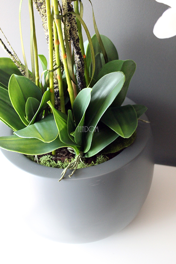 efektowny storczyk Fiberglass Grande Grey Matt w szarej matowej donicy, wys.85cm