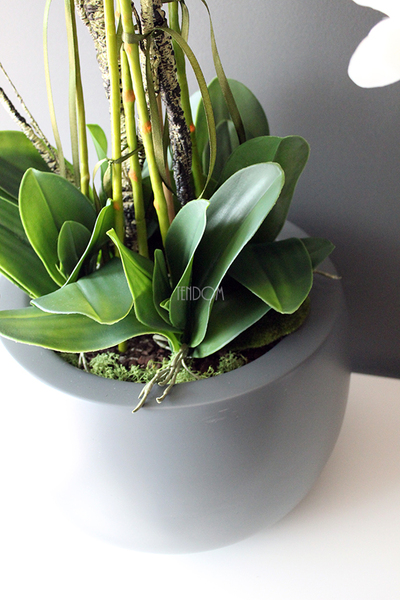 efektowny storczyk Fiberglass Grande Grey Matt w szarej matowej donicy, wys.85cm