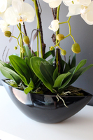 storczyk Laos Big w czarnej donicy, wys.67cm