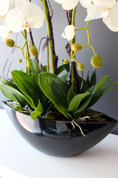 storczyk Laos Big w czarnej donicy, wys.67cm