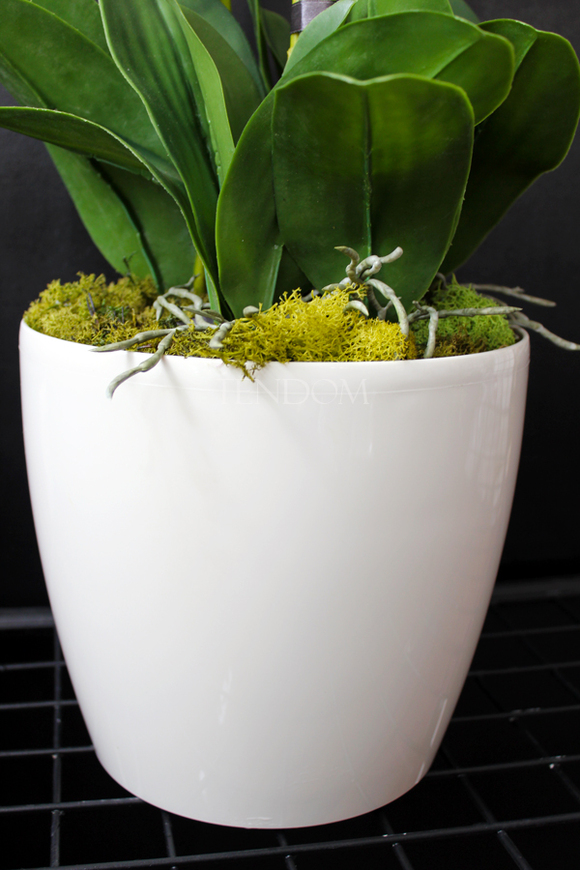 storczyk Santana w plastikowej donicy, idealny jako wkład do innych donic, wys.80cm