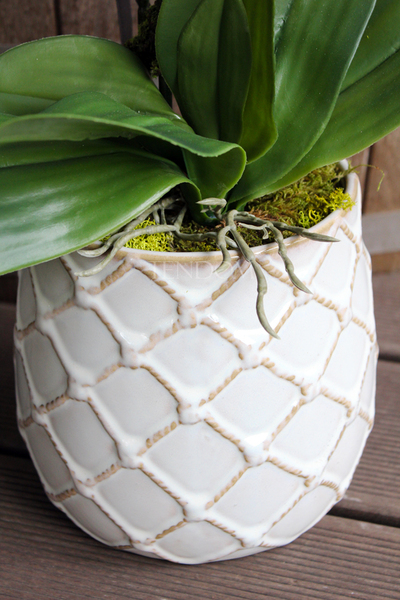 storczyk w przepięknej donicy Tilda White, większa donica, wys.65cm 