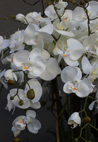 bardzo elegancki storczyk Złota Bajka, wys.130cm