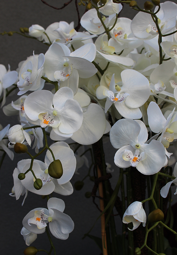 bardzo elegancki storczyk Złota Bajka, wys.130cm