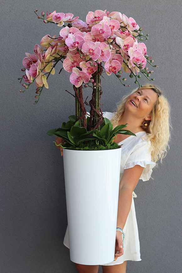 gumowy storczyk w białej donicy, Mediolan Lucilla Granada, wys.124cm