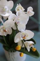 Reja, sztuczny storczyk w klasycznej białej donicy, wys.62cm