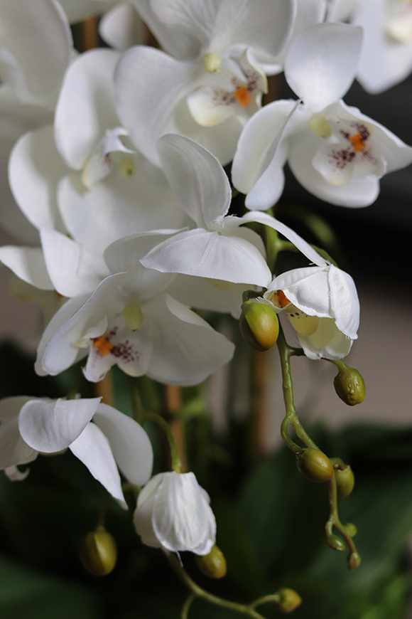 efektowny storczyk w metalowej misie, Ferrata, wys.58cm