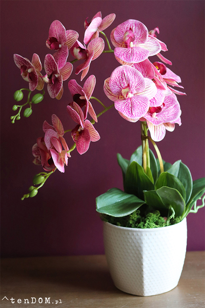 Carmona, gumowy storczyk tygrysi w donicy, wys.56cm 