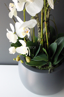 efektowny storczyk Fiberglass Grande Grey Matt w szarej matowej donicy, wys.85cm