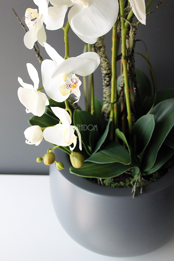 efektowny storczyk Fiberglass Grande Grey Matt w szarej matowej donicy, wys.85cm