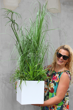 kompozycja Trawy III Minimalism w białej donicy, wys.125cm