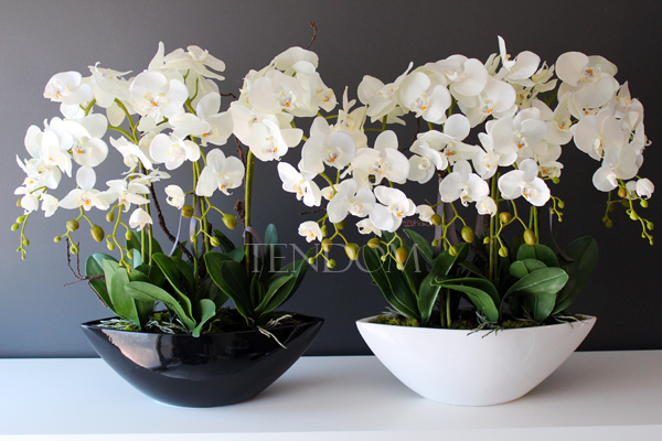 storczyk Laos Big w czarnej donicy, wys.67cm