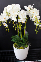 storczyk Santana w plastikowej donicy, idealny jako wkład do innych donic, wys.80cm