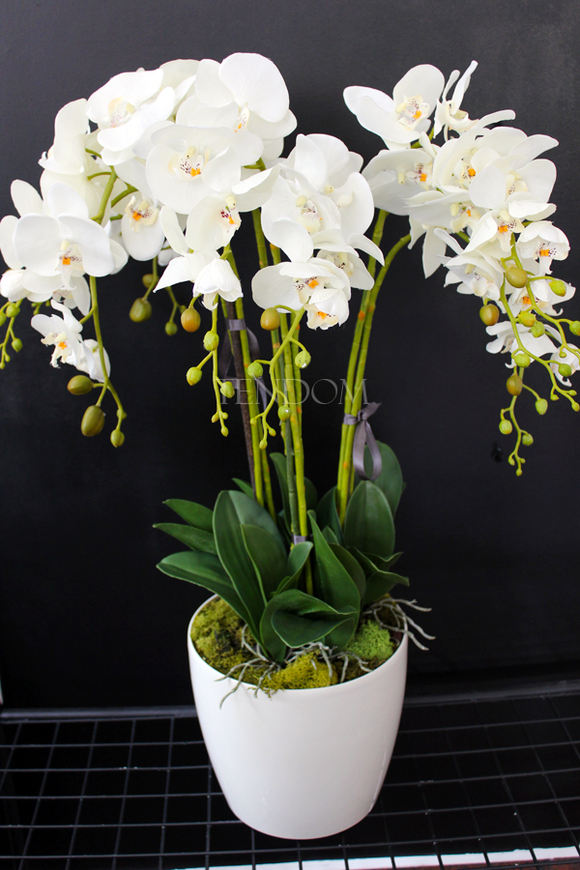 storczyk Santana w plastikowej donicy, idealny jako wkład do innych donic, wys.80cm