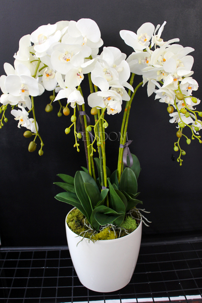 storczyk Santana w plastikowej donicy, idealny jako wkład do innych donic, wys.80cm