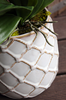 storczyk w przepięknej donicy Tilda White, większa donica, wys.65cm 