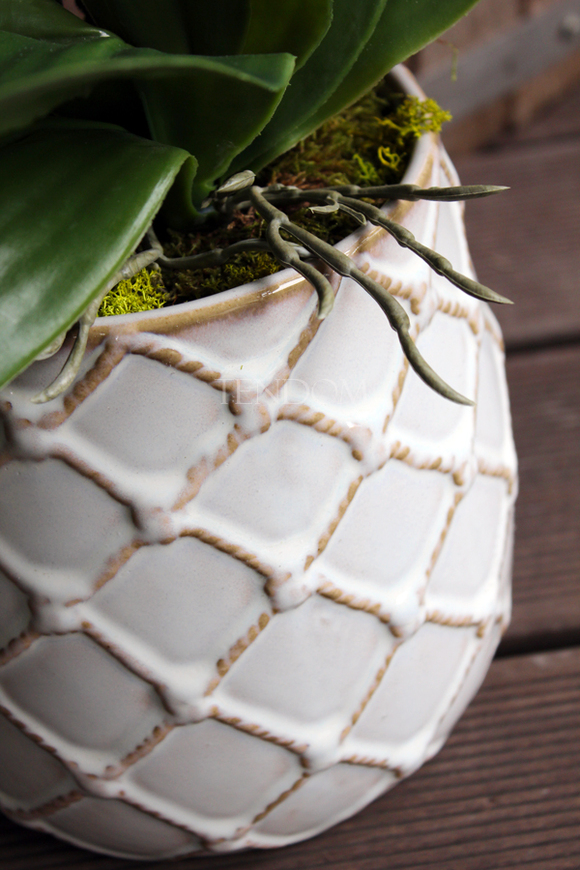 storczyk w przepięknej donicy Tilda White, większa donica, wys.65cm 