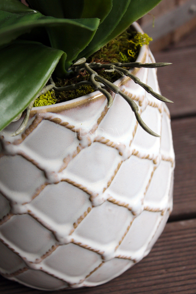 storczyk w przepięknej donicy Tilda White, większa donica, wys.65cm 