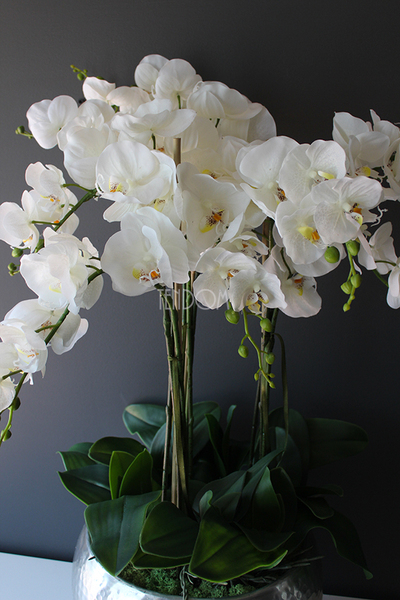 Srebrny Apartament bardzo duży storczyk w eleganckim metalowym naczyniu, wys.85cm