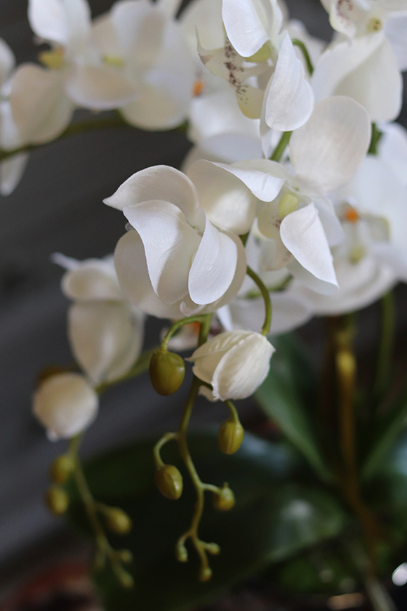 Kubano, stylowy storczyk w czerwonej donicy, wys.54cm