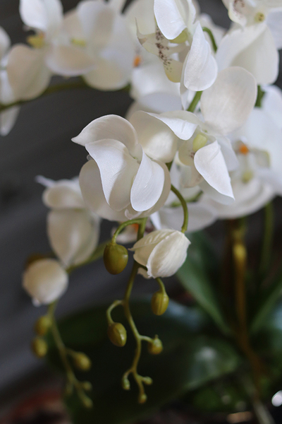 Kubano, stylowy storczyk w czerwonej donicy, wys.54cm