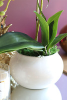 biały sztuczny storczyk, Bellika Mini, wys.47cm