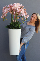 Mediolan Cappucino, sztuczny storczyk w wysokiej białej donicy, wys.115cm