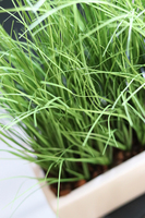 stylowa sztuczna trawa Tettano, wys.60cm