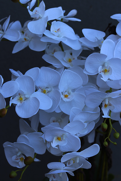 duży storczyk Mediolan Round 3 w białej donicy, wys.90cm