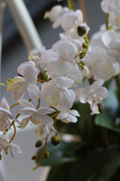 elegancki storczyk w szarej donicy, Moderno Perono, wys.56cm