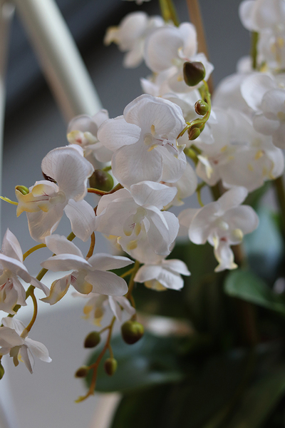 elegancki storczyk w szarej donicy, Moderno Perono, wys.56cm