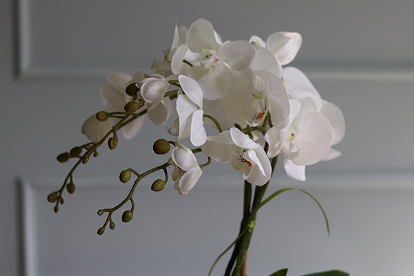 Temilana Bianca, biały storczyk w ceramicznej donicy, wys.49cm