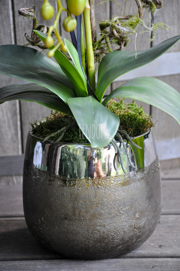 storczyk Enzo w miedzianej donicy, wys.65cm