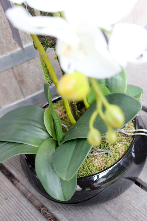 storczyk w czarnej okrągłej donicy Black 3, wys.60cm