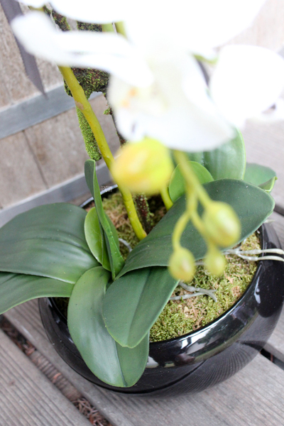 storczyk w czarnej okrągłej donicy Black 3, wys.60cm