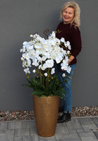 bardzo elegancki storczyk Złota Bajka, wys.130cm