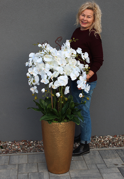 bardzo elegancki storczyk Złota Bajka, wys.130cm